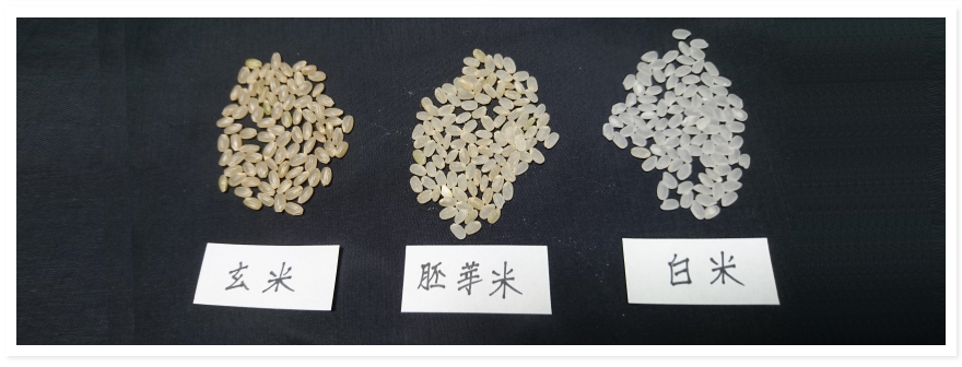 玄米と胚芽米と白米のイメージ
